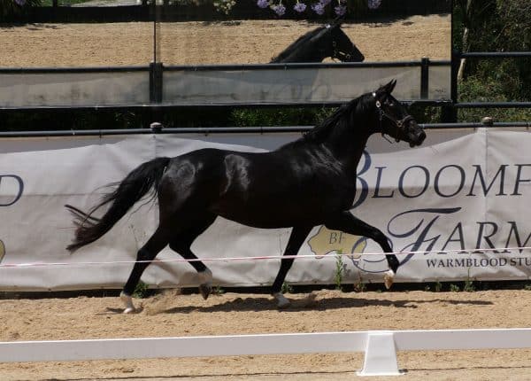 horse for sale
