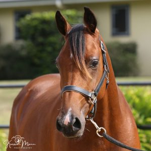 horse for sale